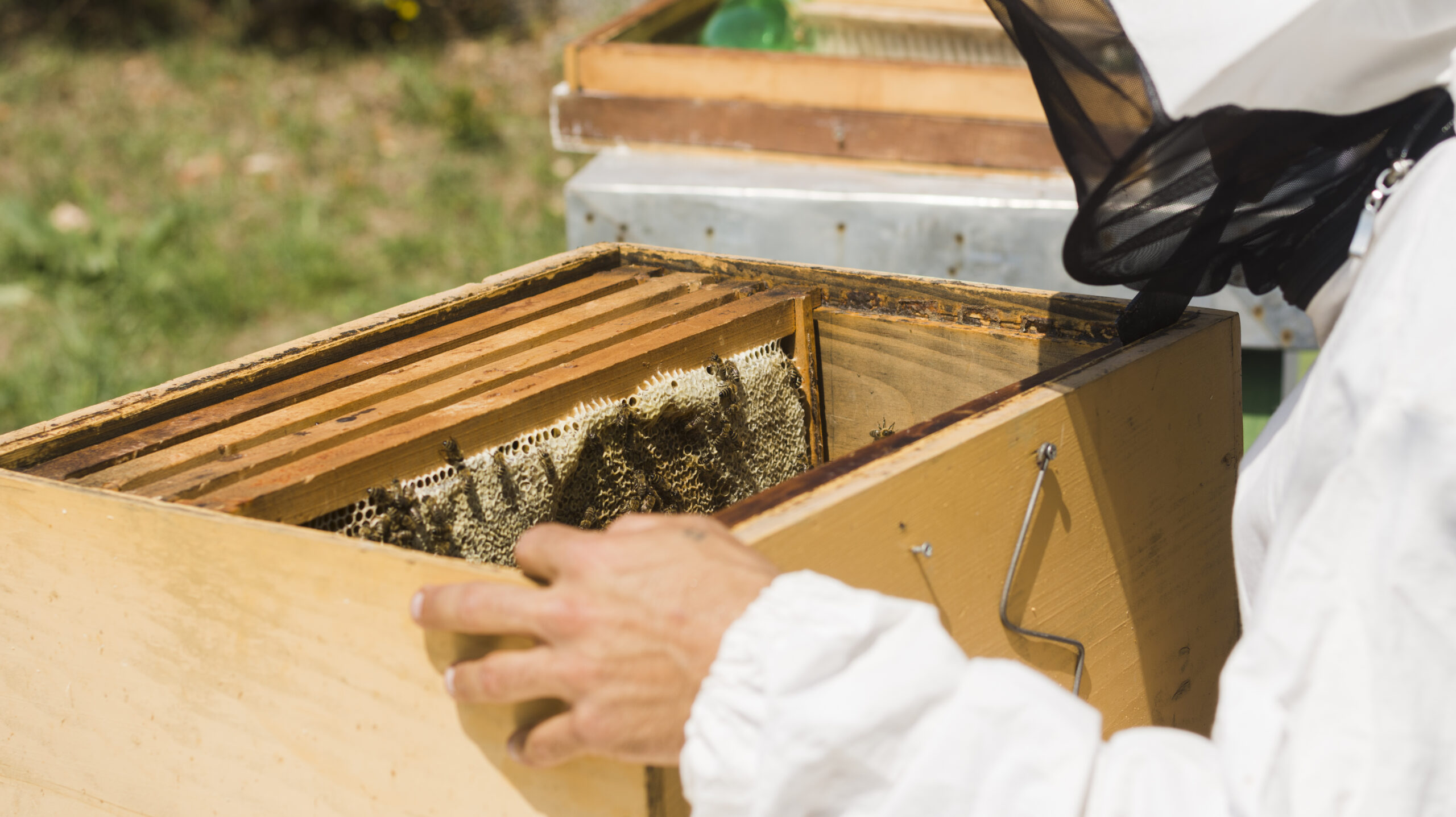 Beekeeper Extracting